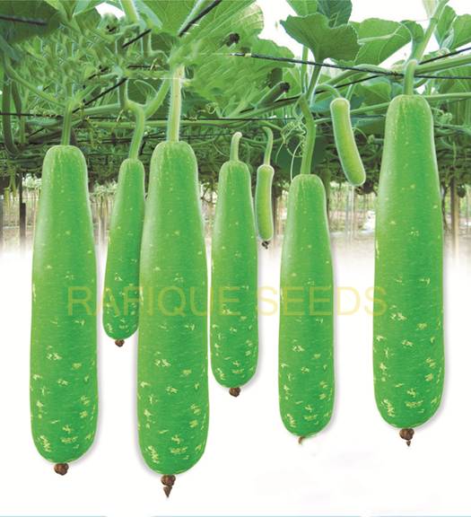 bottle-gourd-nice-star