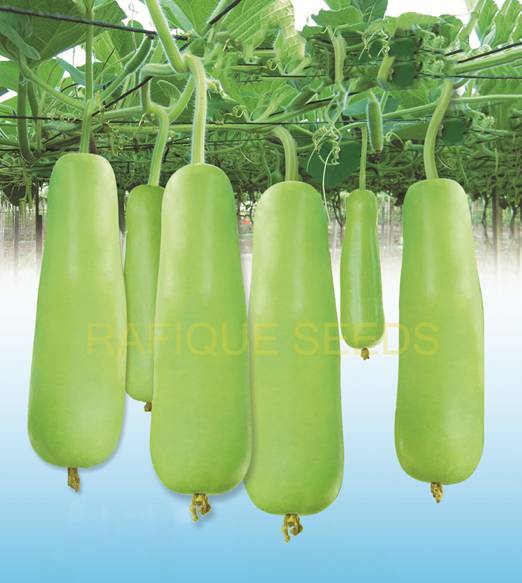 bottle-gourd-popular-green