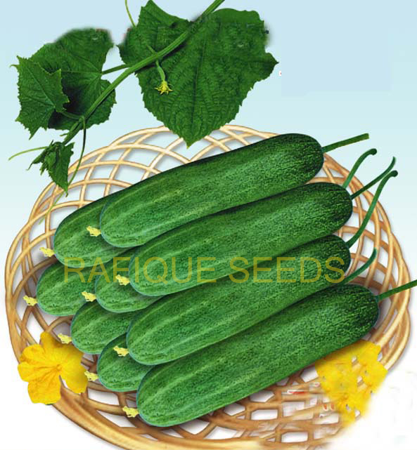 cucumber-asha-3