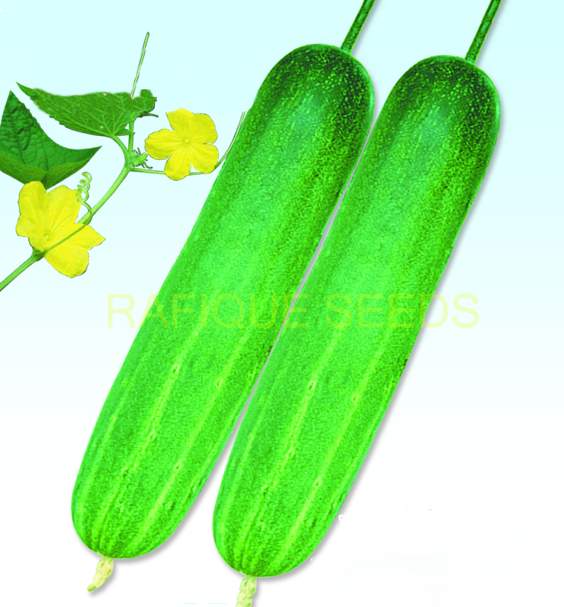 cucumber-big-boss