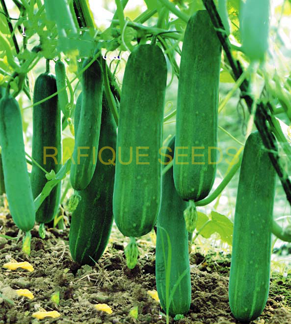 cucumber-madargonj-1