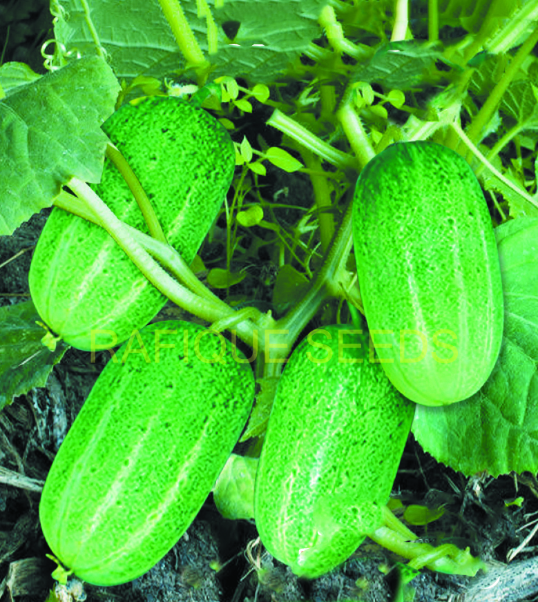 cucumber-madhumati