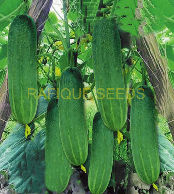 cucumber-paradish