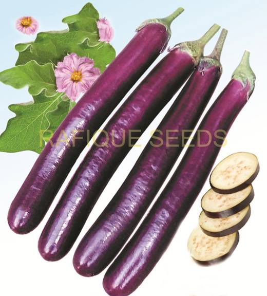 brinjal-super-king