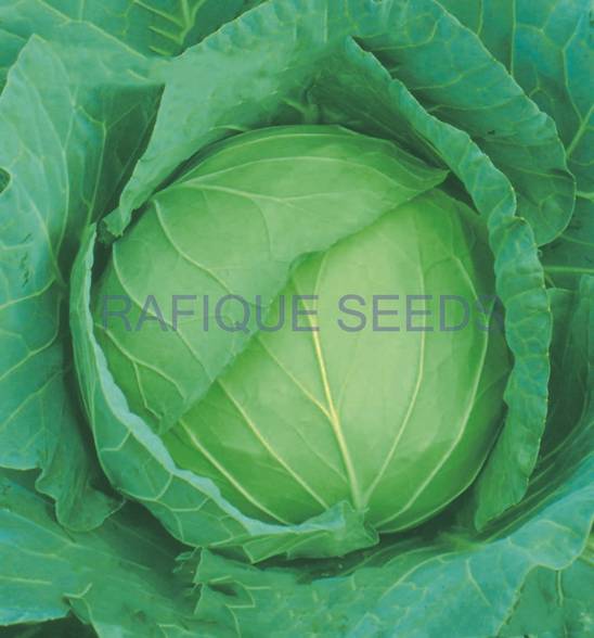 cabbage-green-queen-plus