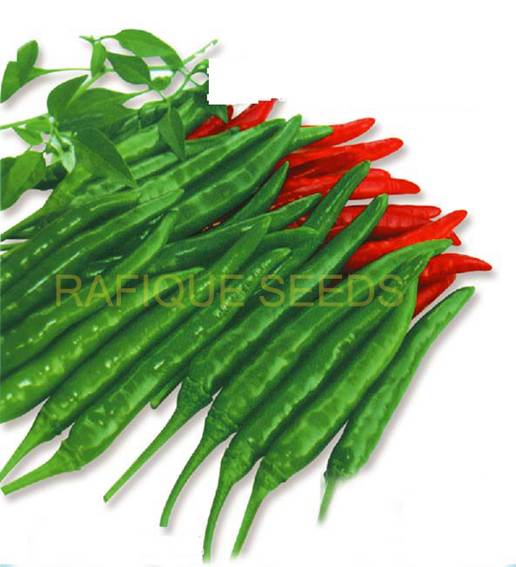 chilli-lanka-green