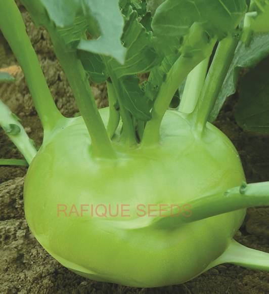 kohlrabi-nati-7