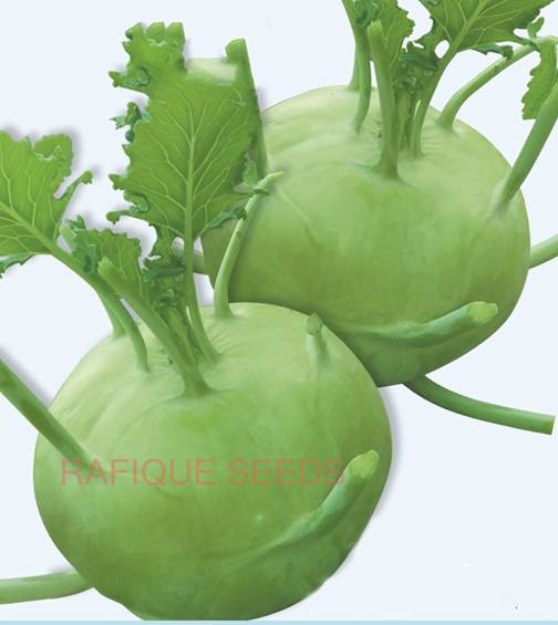 kohlrabi-tokio-7