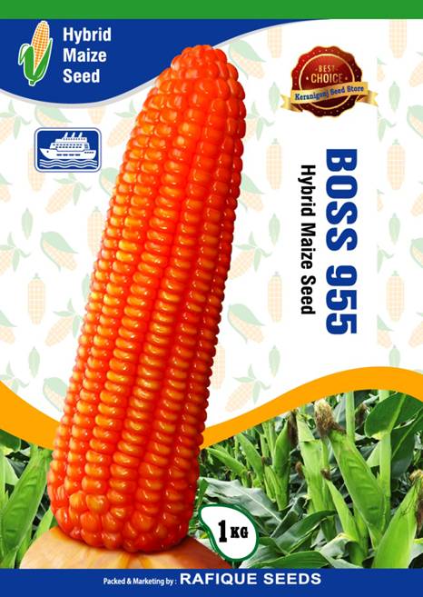 maize-boss-955