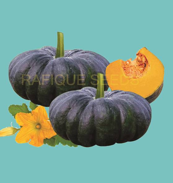 pumpkin-big-sweet