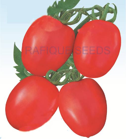 tomato-raj-kumar