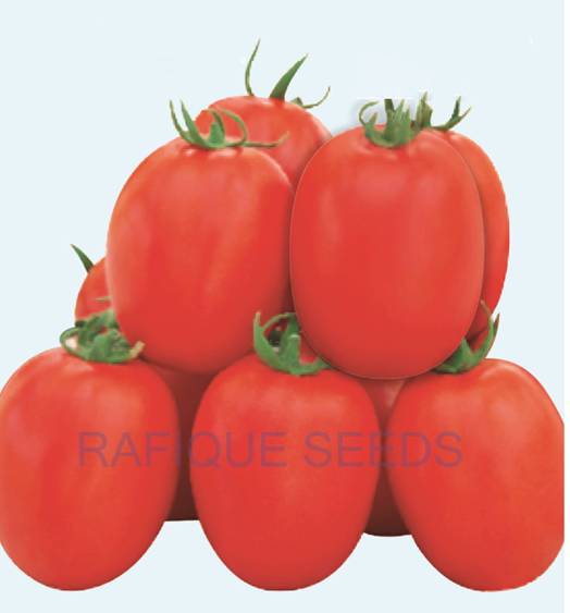 tomato-red-king