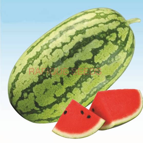 watermelon-big-boss-RS