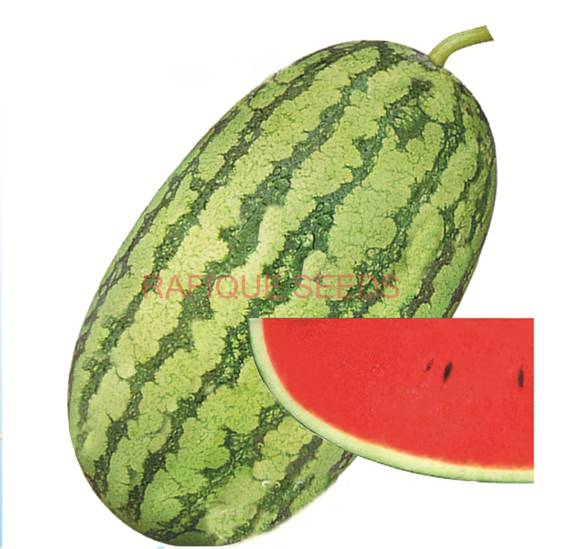 watermelon-giant-dragon