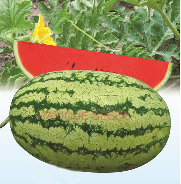 watermelon-great-1-plus