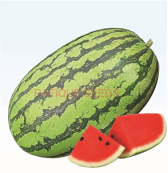 watermelon-super-great-1