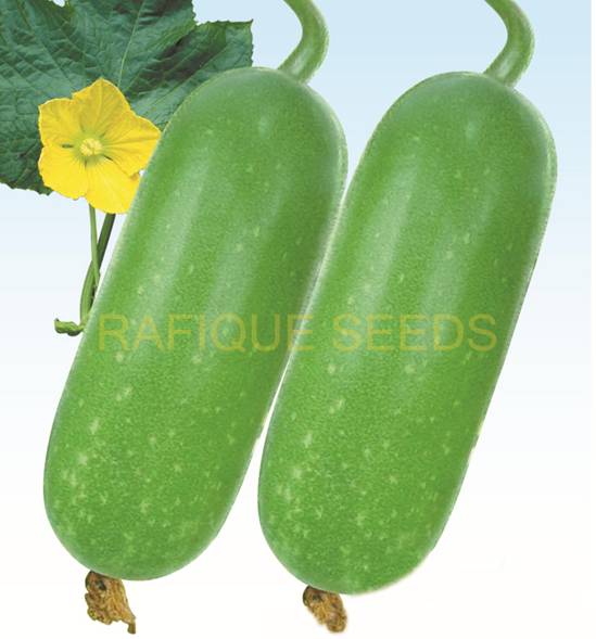 wax-gourd-mohini-3